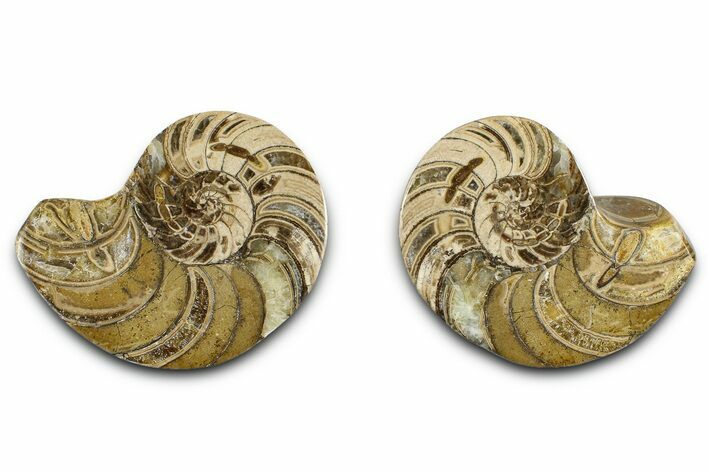 Jurassic Cut & Polished Nautilus (Cymatoceras) Fossil -Madagascar #365516